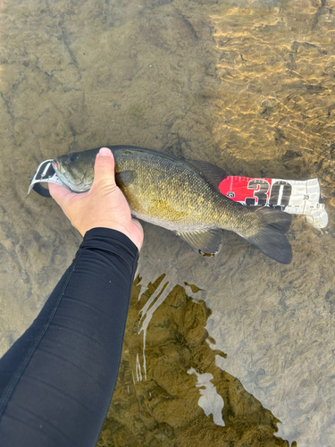 スモールマウスバスの釣果