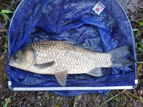 フナの釣果