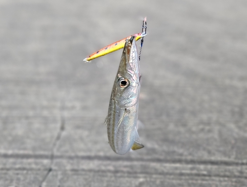 カマスの釣果