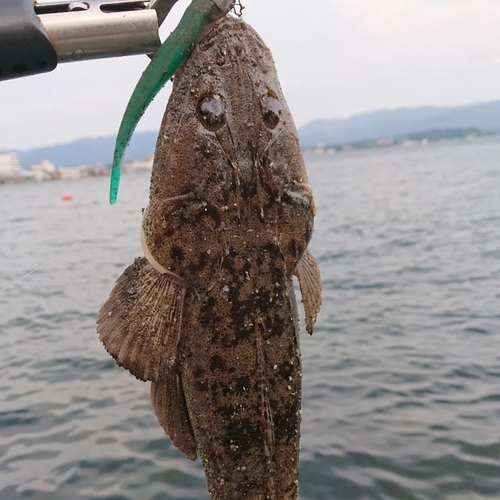 マゴチの釣果