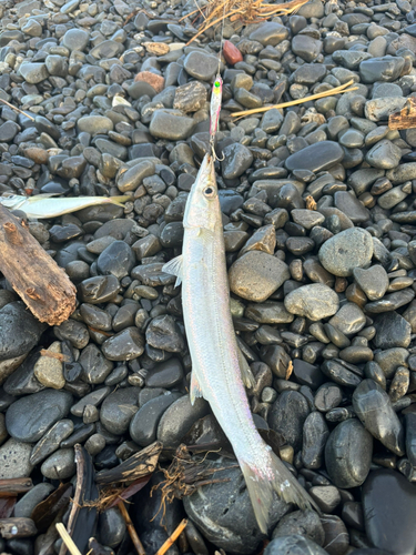 カマスの釣果