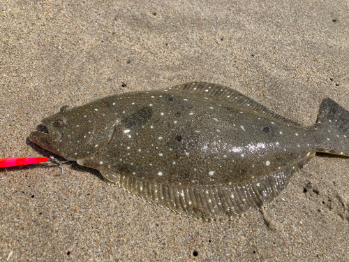 ソゲの釣果