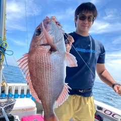 マダイの釣果