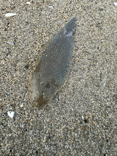 シタビラメの釣果