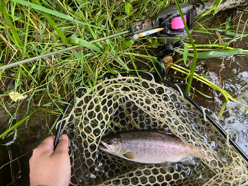 ヤマメの釣果