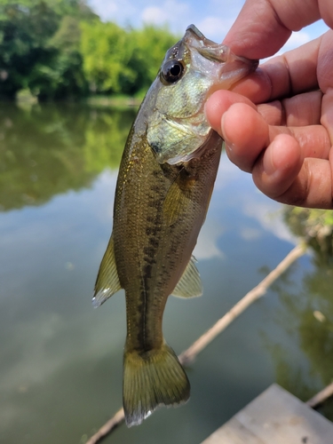 ラージマウスバスの釣果