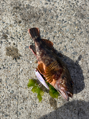 アラカブの釣果