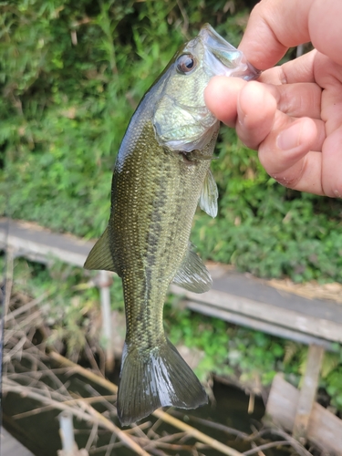 ラージマウスバスの釣果