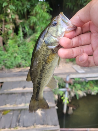 ラージマウスバスの釣果