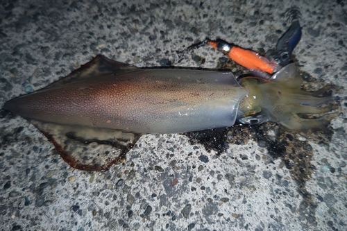 ケンサキイカの釣果