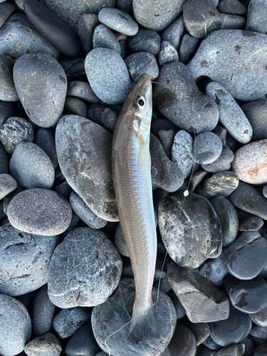 キスの釣果