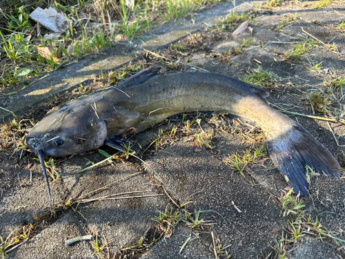 アメリカナマズの釣果