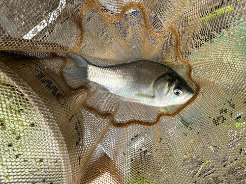 ヘラブナの釣果