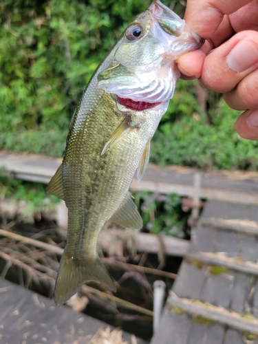 ラージマウスバスの釣果