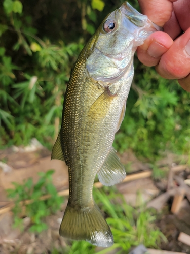 ラージマウスバスの釣果