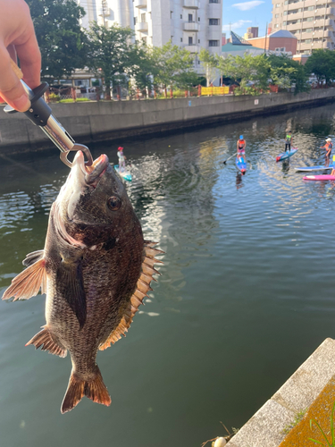 チヌの釣果