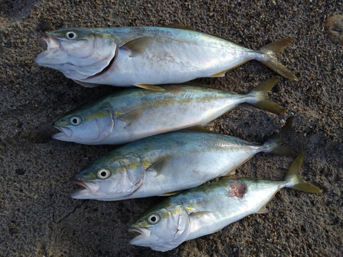 ワカシの釣果