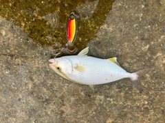 ショゴの釣果