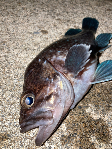 マゾイの釣果