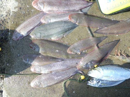 シタビラメの釣果