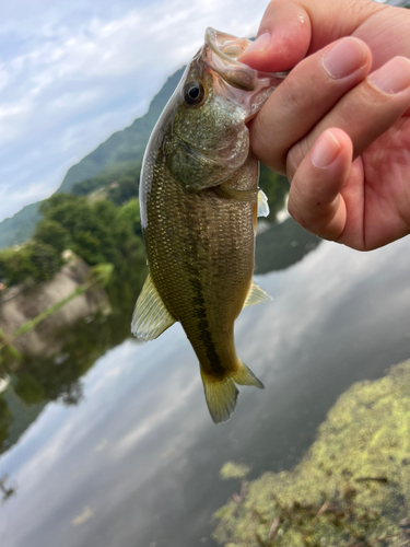 ラージマウスバスの釣果