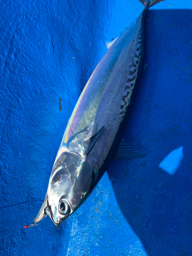 ソウダガツオの釣果