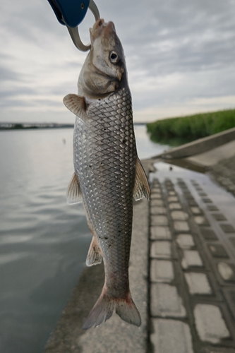 ニゴイの釣果