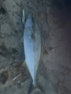 ヒラマサの釣果