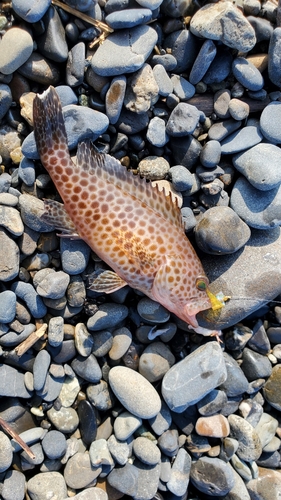 オオモンハタの釣果