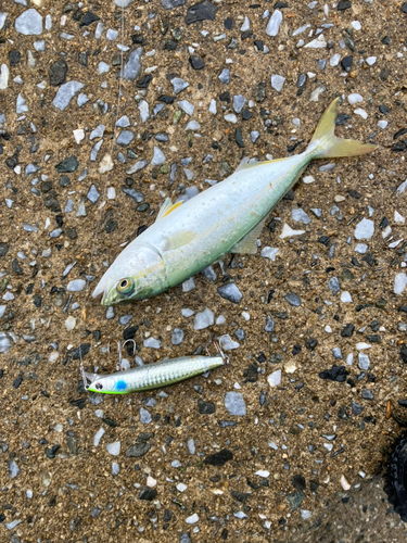 ツバスの釣果