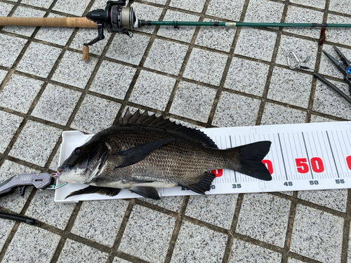 チヌの釣果