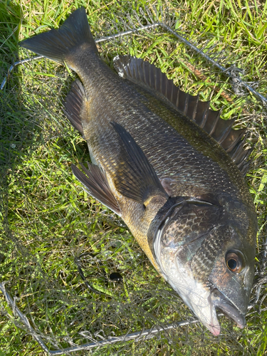 チヌの釣果