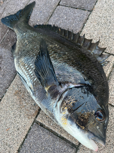 チヌの釣果