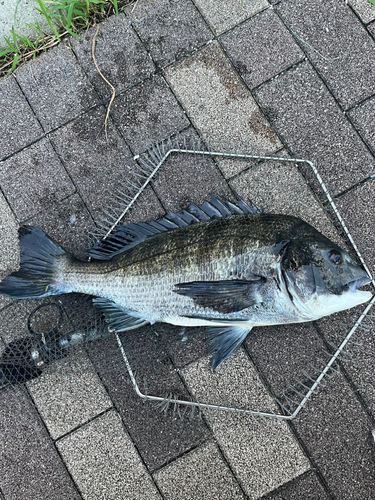 チヌの釣果