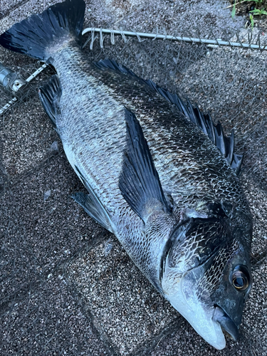 チヌの釣果