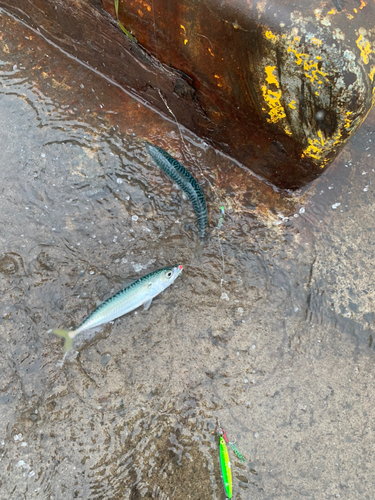 サバの釣果