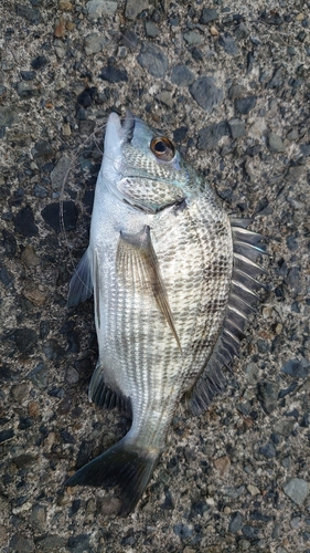 クロダイの釣果