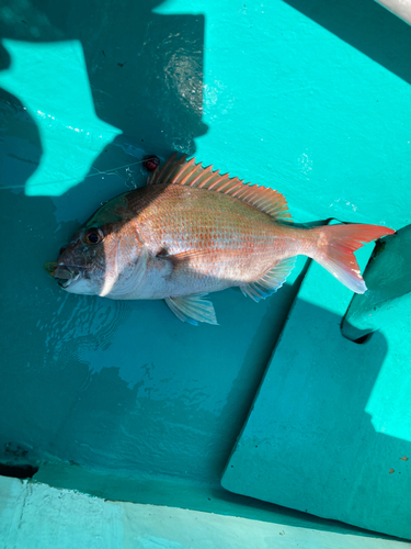 マダイの釣果