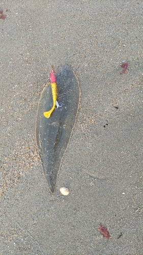 シタビラメの釣果