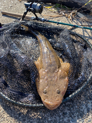 マゴチの釣果