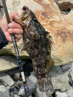 タケノコメバルの釣果