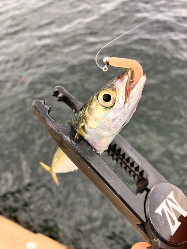 サバの釣果