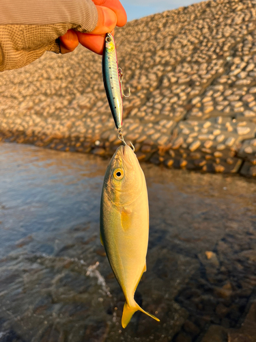 ツバスの釣果