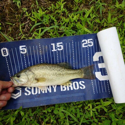 ブラックバスの釣果