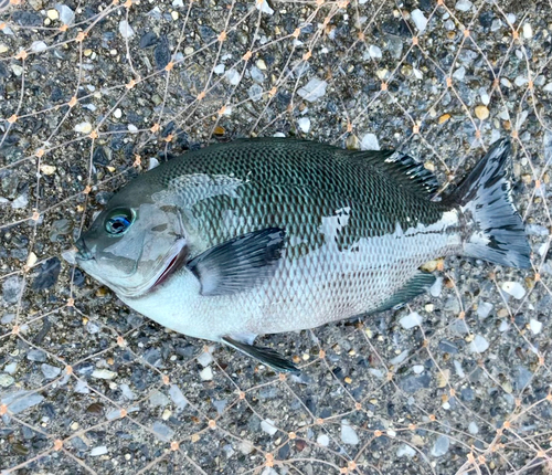 グレの釣果