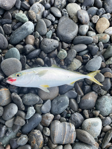 ワカシの釣果