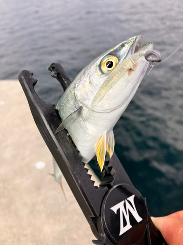 ツバスの釣果