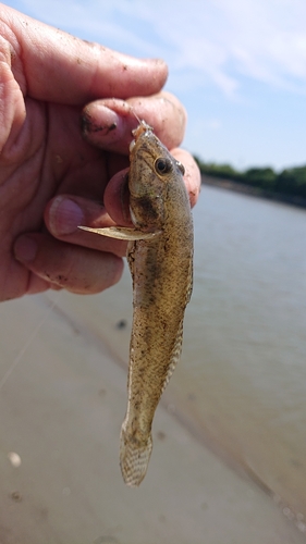 マハゼの釣果