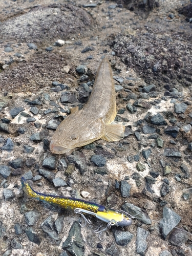 マゴチの釣果