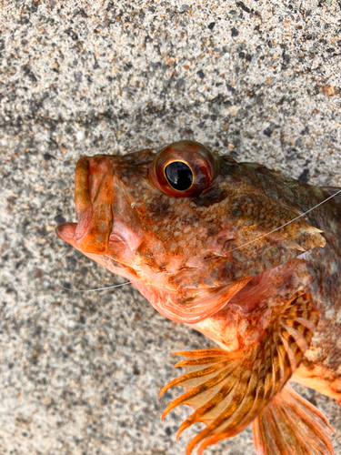 カサゴの釣果